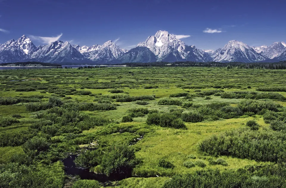 Snow-tipped Teton mountains beneath a blue sky, beyond the green Willow Flats wetlands in Wyoming.